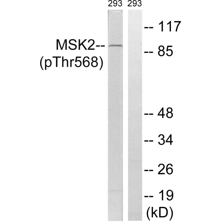 Western Blot - Anti-MSK2 (phospho Thr568) Antibody (A8149) - Antibodies.com