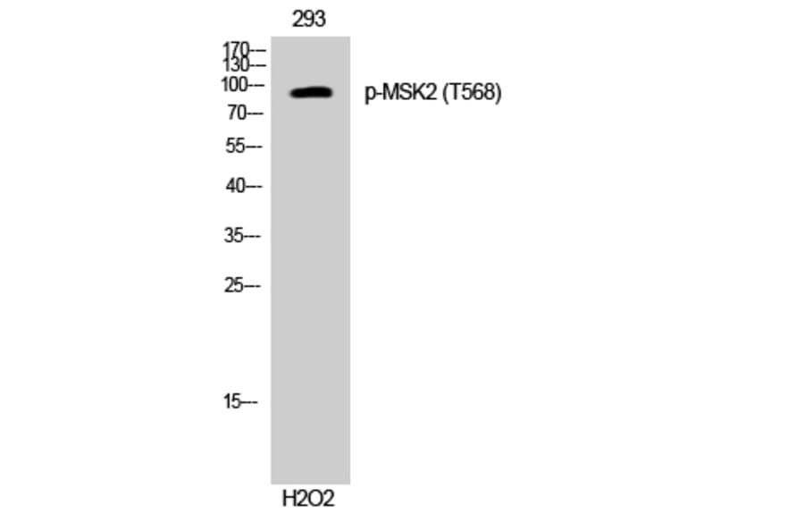 Western Blot - Anti-MSK2 (phospho Thr568) Antibody (A8149) - Antibodies.com