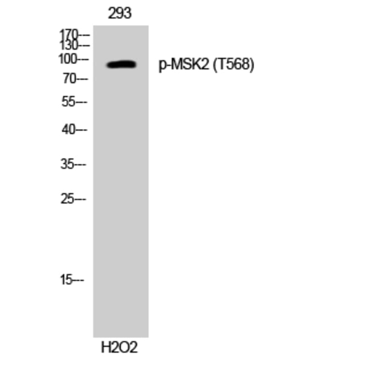 Western Blot - Anti-MSK2 (phospho Thr568) Antibody (A8149) - Antibodies.com
