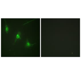 Immunofluorescence - Anti-MSK1 (phospho Ser360) Antibody (A0685) - Antibodies.com