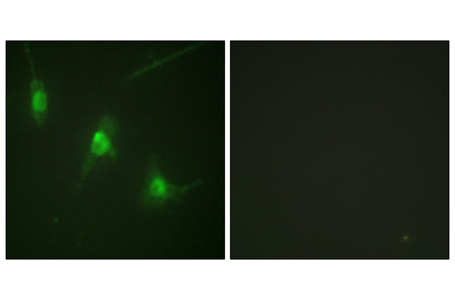 Immunofluorescence - Anti-MSK1 (phospho Ser360) Antibody (A0685) - Antibodies.com