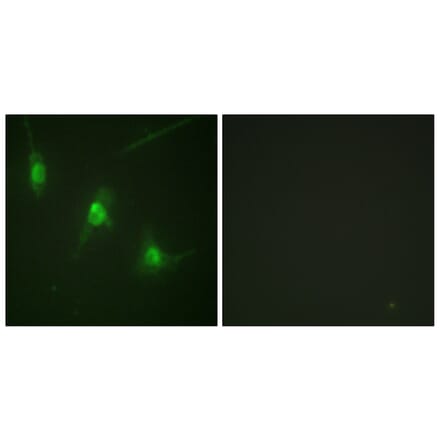 Immunofluorescence - Anti-MSK1 (phospho Ser360) Antibody (A0685) - Antibodies.com