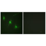 Immunofluorescence - Anti-MSK1 (phospho Ser360) Antibody (A0685) - Antibodies.com