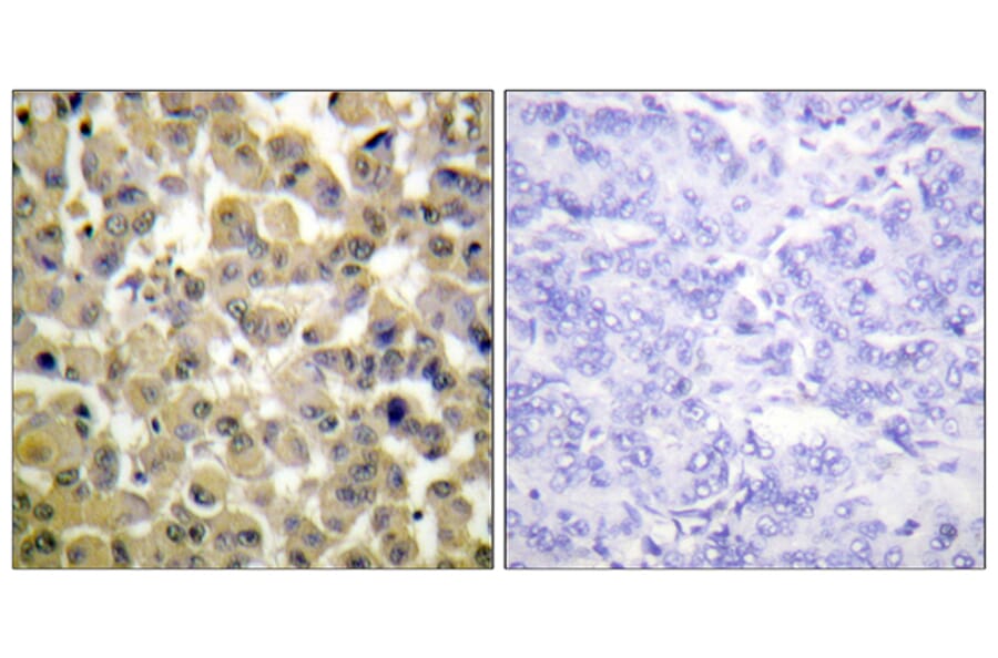 Immunohistochemistry - Anti-MSK1 (phospho Ser360) Antibody (A0685) - Antibodies.com