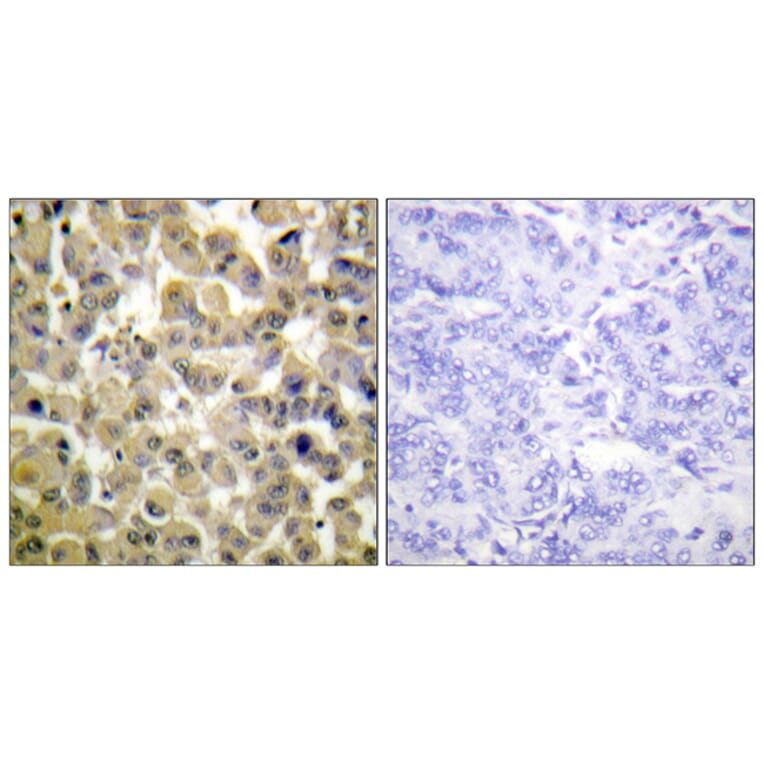 Immunohistochemistry - Anti-MSK1 (phospho Ser360) Antibody (A0685) - Antibodies.com
