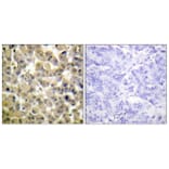 Immunohistochemistry - Anti-MSK1 (phospho Ser360) Antibody (A0685) - Antibodies.com