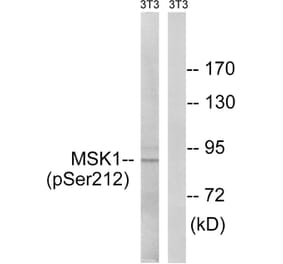 Western Blot - Anti-MSK1 (phospho Ser212) Antibody (A8147) - Antibodies.com