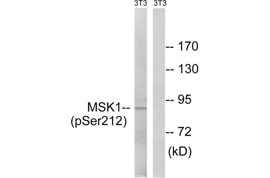 Western Blot - Anti-MSK1 (phospho Ser212) Antibody (A8147) - Antibodies.com