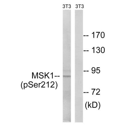 Western Blot - Anti-MSK1 (phospho Ser212) Antibody (A8147) - Antibodies.com