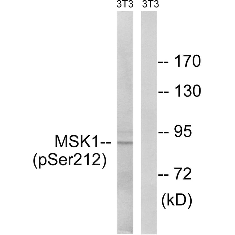Western Blot - Anti-MSK1 (phospho Ser212) Antibody (A8147) - Antibodies.com