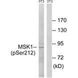 Western Blot - Anti-MSK1 (phospho Ser212) Antibody (A8147) - Antibodies.com
