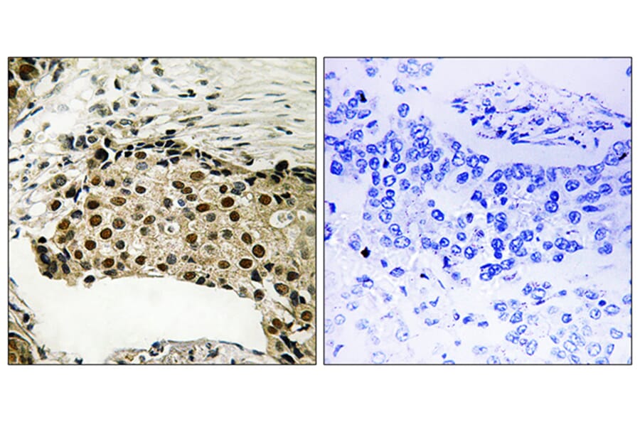 Immunohistochemistry - Anti-MSK1 (phospho Ser212) Antibody (A8147) - Antibodies.com