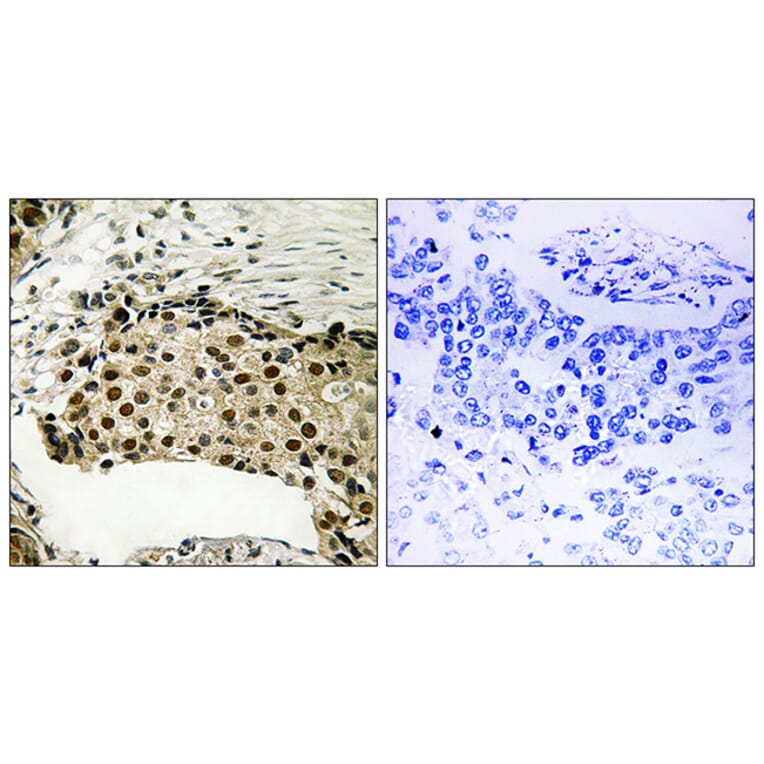 Immunohistochemistry - Anti-MSK1 (phospho Ser212) Antibody (A8147) - Antibodies.com