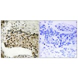 Immunohistochemistry - Anti-MSK1 (phospho Ser212) Antibody (A8147) - Antibodies.com