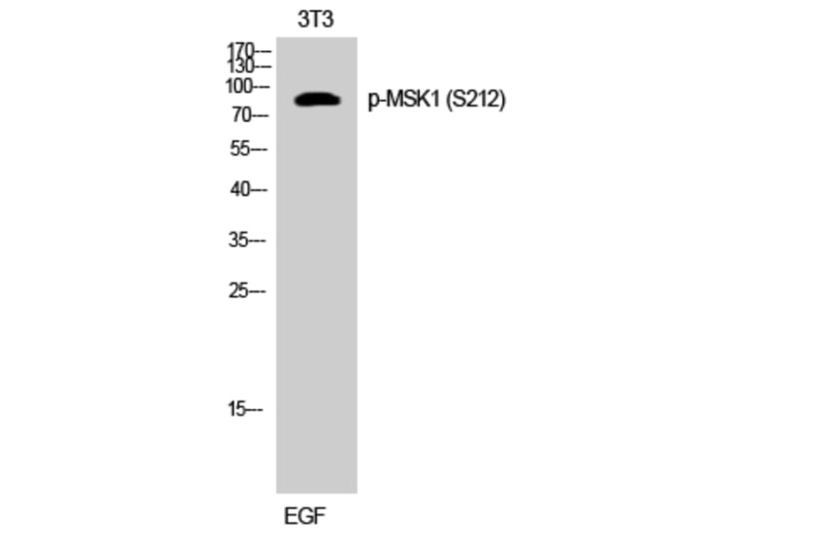 Western Blot - Anti-MSK1 (phospho Ser212) Antibody (A8147) - Antibodies.com