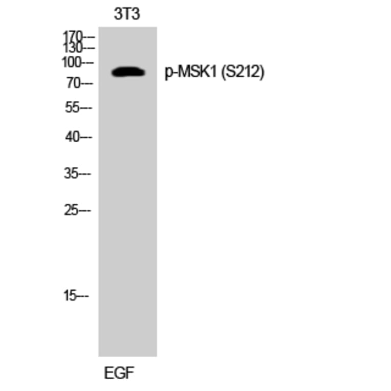 Western Blot - Anti-MSK1 (phospho Ser212) Antibody (A8147) - Antibodies.com