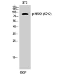 Western Blot - Anti-MSK1 (phospho Ser212) Antibody (A8147) - Antibodies.com