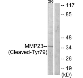 Western Blot - Anti-MMP23 (cleaved Tyr79) Antibody (L0330) - Antibodies.com