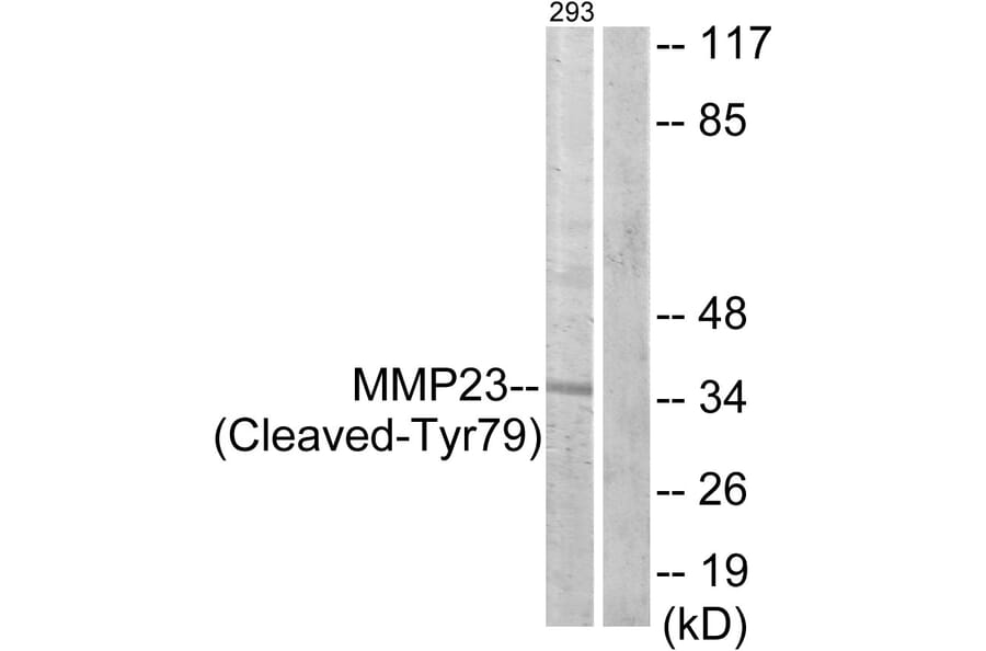 Western Blot - Anti-MMP23 (cleaved Tyr79) Antibody (L0330) - Antibodies.com
