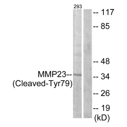 Western Blot - Anti-MMP23 (cleaved Tyr79) Antibody (L0330) - Antibodies.com