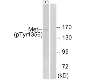 Western Blot - Anti-Met (phospho Tyr1356) Antibody (A0511) - Antibodies.com