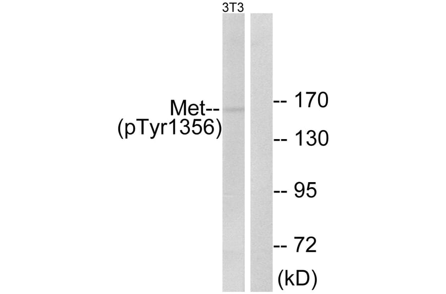 Western Blot - Anti-Met (phospho Tyr1356) Antibody (A0511) - Antibodies.com
