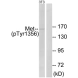 Western Blot - Anti-Met (phospho Tyr1356) Antibody (A0511) - Antibodies.com