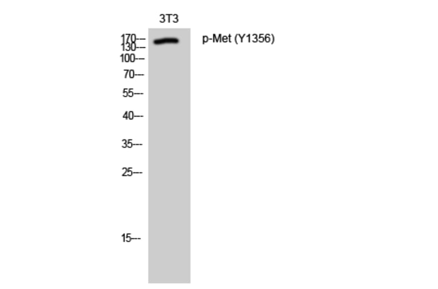Western Blot - Anti-Met (phospho Tyr1356) Antibody (A0511) - Antibodies.com