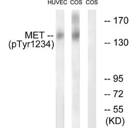 Western Blot - Anti-Met (phospho Tyr1234) Antibody (A7151) - Antibodies.com