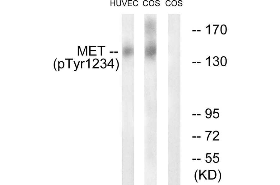 Western Blot - Anti-Met (phospho Tyr1234) Antibody (A7151) - Antibodies.com