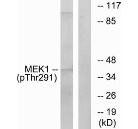 Western Blot - Anti-MEK1 (phospho Thr291) Antibody (A7148) - Antibodies.com