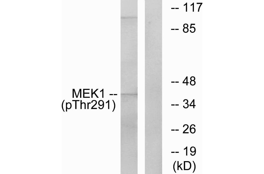 Western Blot - Anti-MEK1 (phospho Thr291) Antibody (A7148) - Antibodies.com
