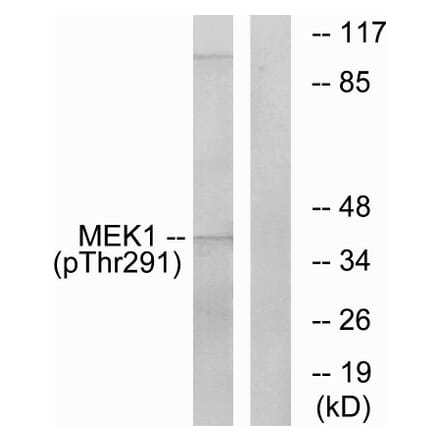Western Blot - Anti-MEK1 (phospho Thr291) Antibody (A7148) - Antibodies.com