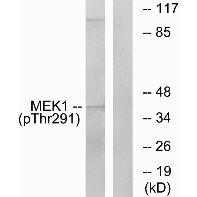 Western Blot - Anti-MEK1 (phospho Thr291) Antibody (A7148) - Antibodies.com