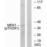 Western Blot - Anti-MEK1 (phospho Thr291) Antibody (A7148) - Antibodies.com