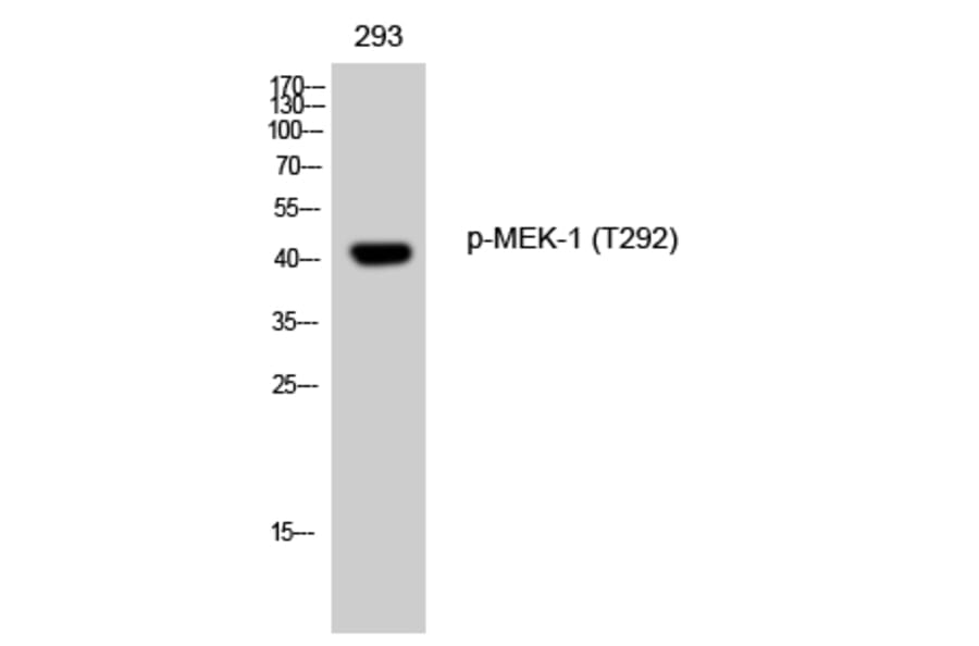 Western Blot - Anti-MEK1 (phospho Thr291) Antibody (A7148) - Antibodies.com
