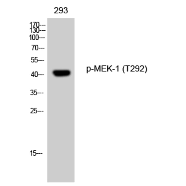 Western Blot - Anti-MEK1 (phospho Thr291) Antibody (A7148) - Antibodies.com