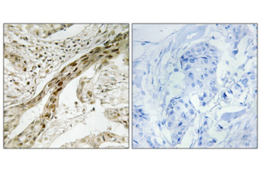 Immunohistochemistry - Anti-MEK1 (phospho Thr291) Antibody (A7148) - Antibodies.com