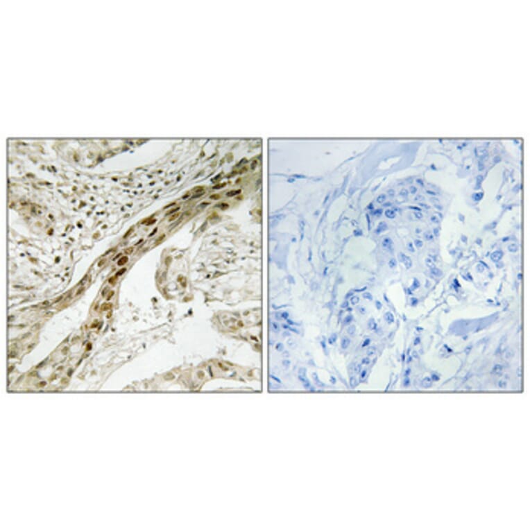 Immunohistochemistry - Anti-MEK1 (phospho Thr291) Antibody (A7148) - Antibodies.com