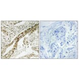 Immunohistochemistry - Anti-MEK1 (phospho Thr291) Antibody (A7148) - Antibodies.com