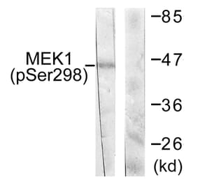 Western Blot - Anti-MEK1 (phospho Ser298) Antibody (A0680) - Antibodies.com