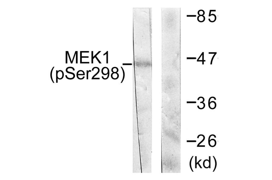Western Blot - Anti-MEK1 (phospho Ser298) Antibody (A0680) - Antibodies.com