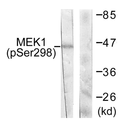 Western Blot - Anti-MEK1 (phospho Ser298) Antibody (A0680) - Antibodies.com