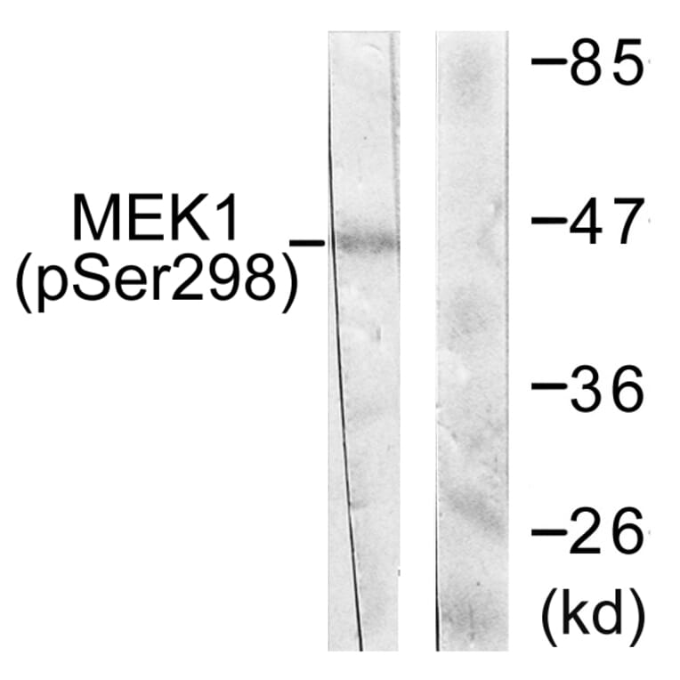 Western Blot - Anti-MEK1 (phospho Ser298) Antibody (A0680) - Antibodies.com