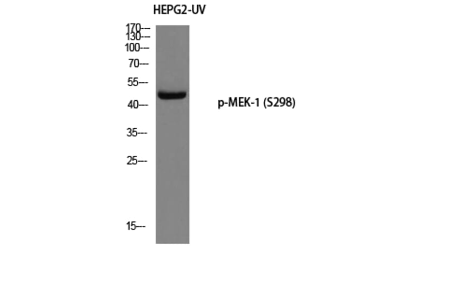 Western Blot - Anti-MEK1 (phospho Ser298) Antibody (A0680) - Antibodies.com