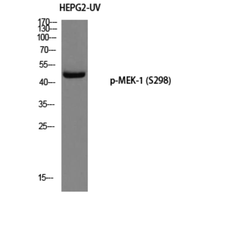 Western Blot - Anti-MEK1 (phospho Ser298) Antibody (A0680) - Antibodies.com