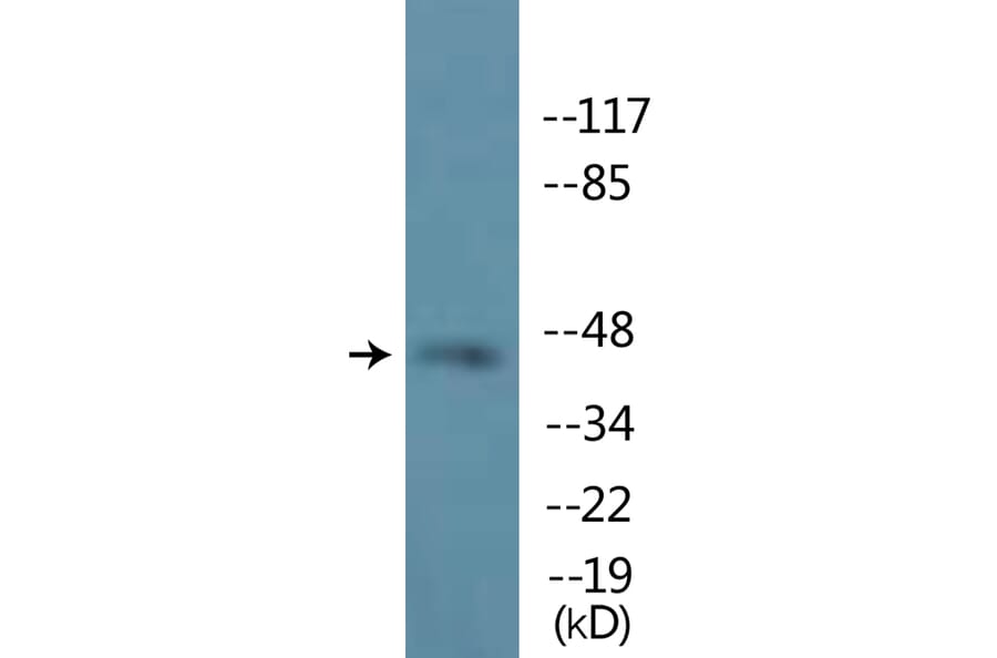 Western Blot - Anti-MEK1 (phospho Ser298) Antibody (P12-1147) - Antibodies.com