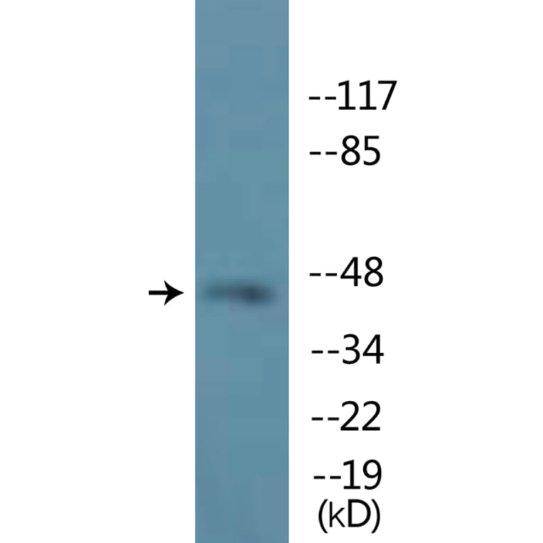 Western Blot - Anti-MEK1 (phospho Ser298) Antibody (P12-1147) - Antibodies.com