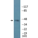 Western Blot - Anti-MEK1 (phospho Ser298) Antibody (P12-1147) - Antibodies.com