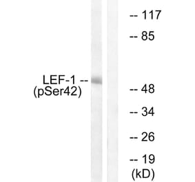 Western Blot - Anti-LEF-1 (phospho Ser42) Antibody (A1090) - Antibodies.com